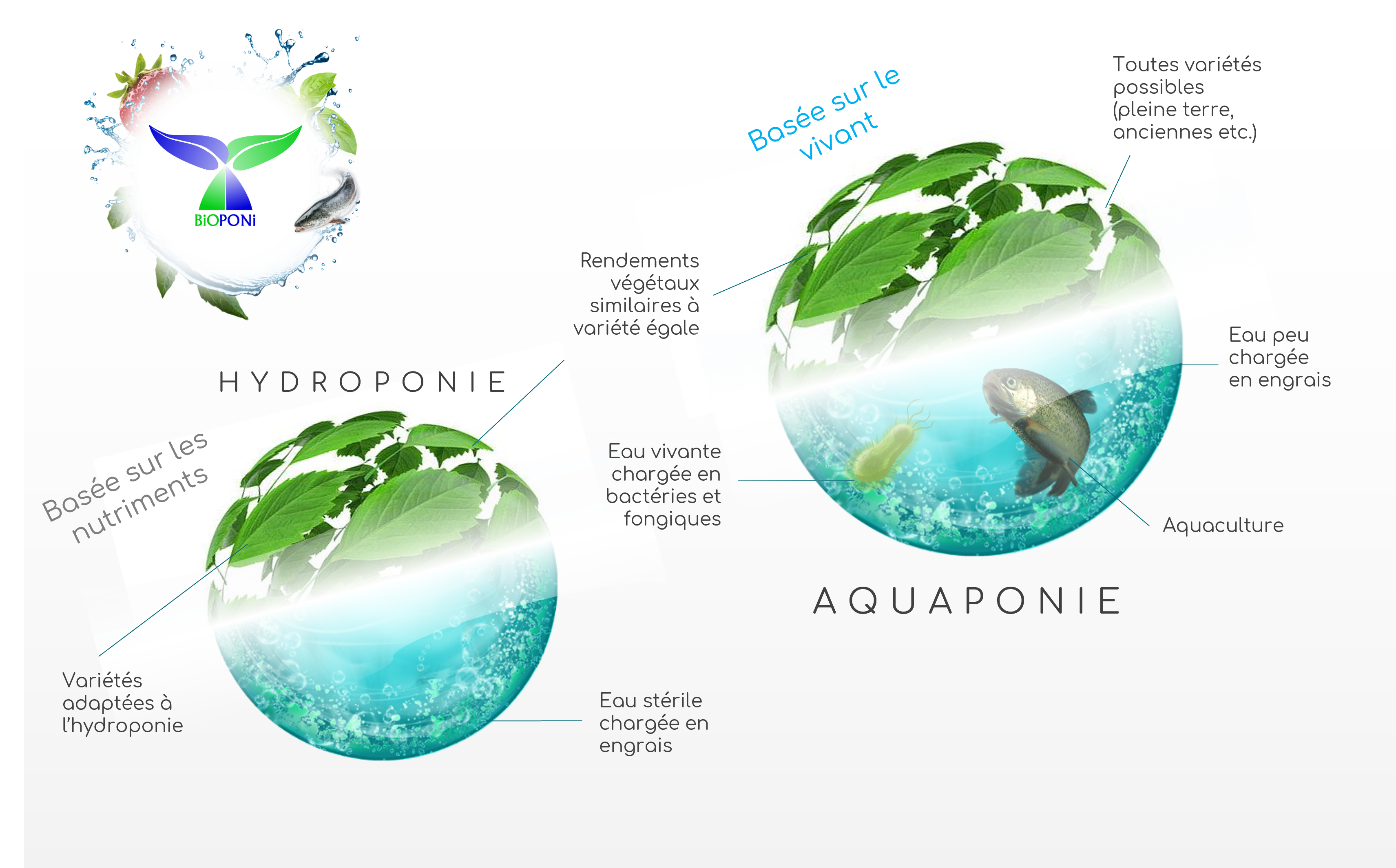 Les algues - Aquaponie France - Aquaponie professionnelle depuis 2014
